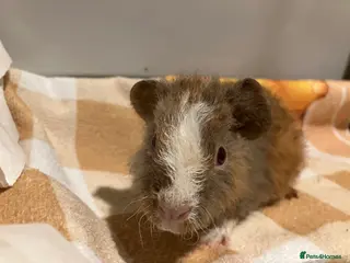 Guinea Pig rodents Gorgeous teddy girls - Advert 11