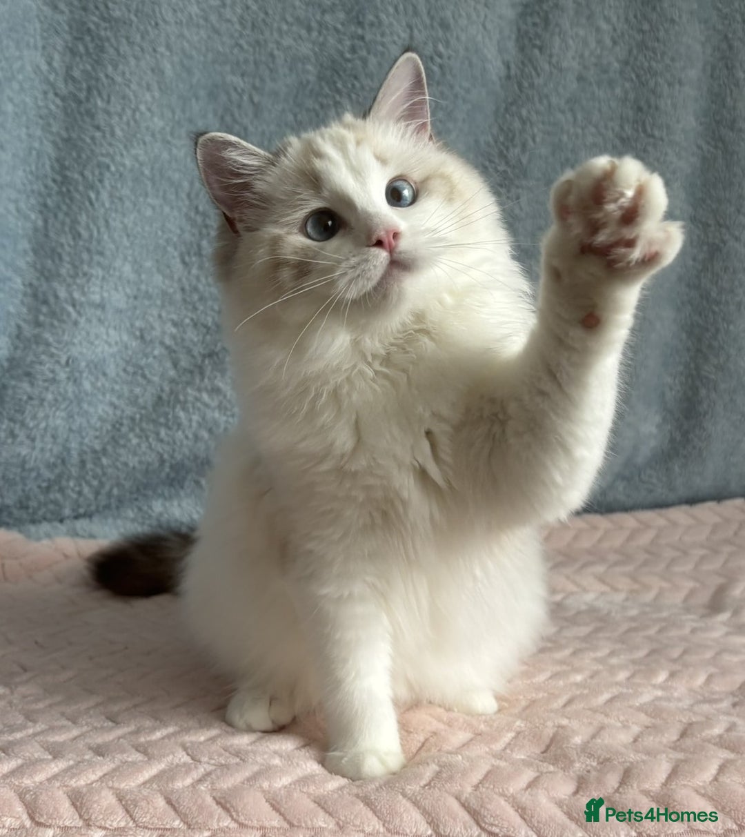 Ragdoll cats for sale: Playful Pedigree Ragdoll Kittens Available - Advert 12
