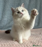 Ragdoll cats - Advert 2