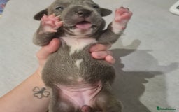 Mixed Breed dogs for sale: French bull weinners  - Image 1