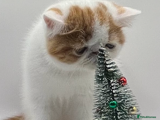 Exotic cats Exotic kittens - Advert 4