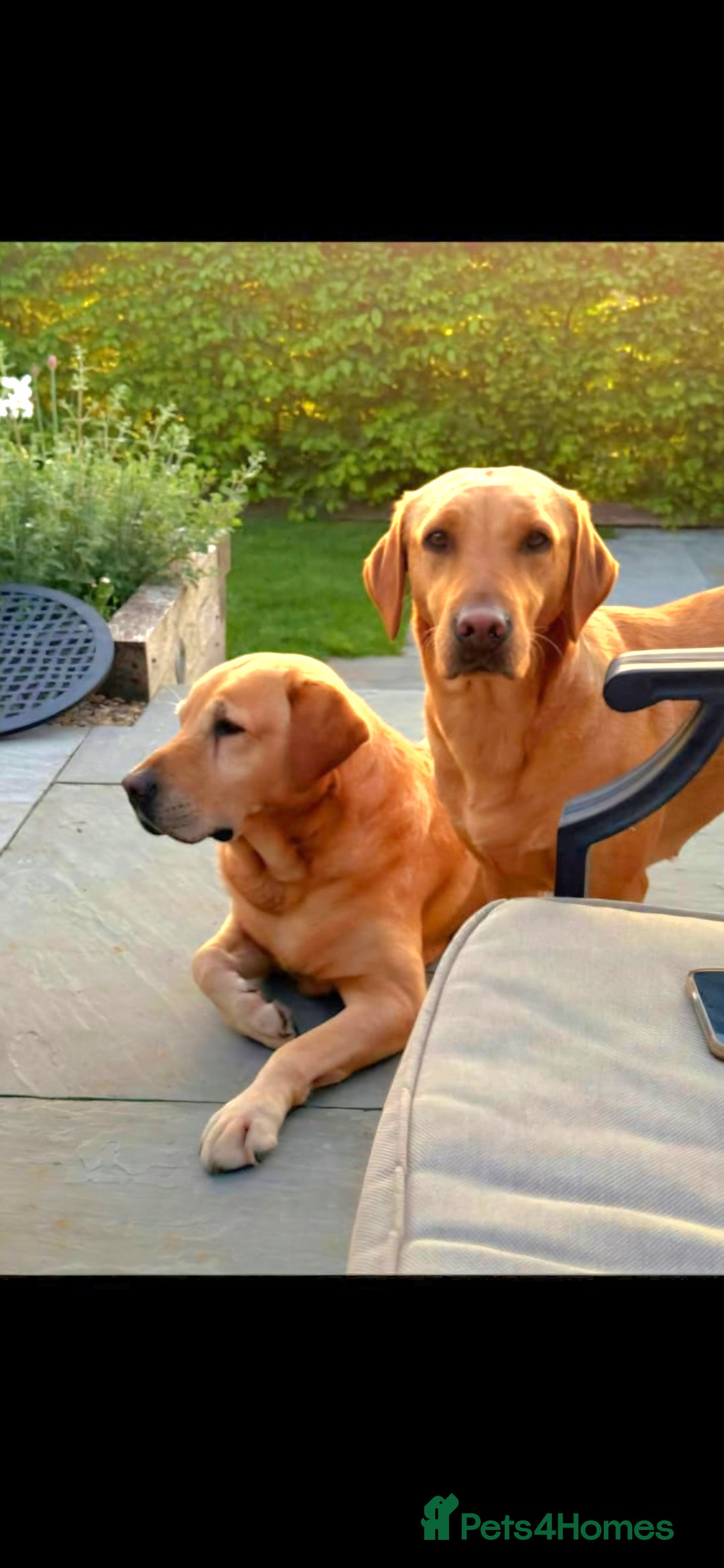 Labrador Retriever dogs for sale: KC REG Labrador working Line Fox Red - Image 6