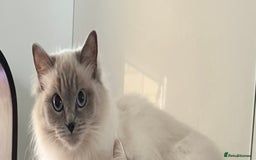 Ragdoll cats for sale: Angel looking for her forever home! - Image 2