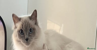 Ragdoll cats - Advert 6