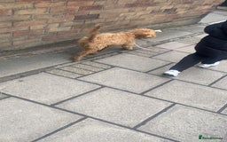 Cockapoo dogs for sale: Cockapoo Puppy – Loving Home Needed 🐶❤️ - Image 5