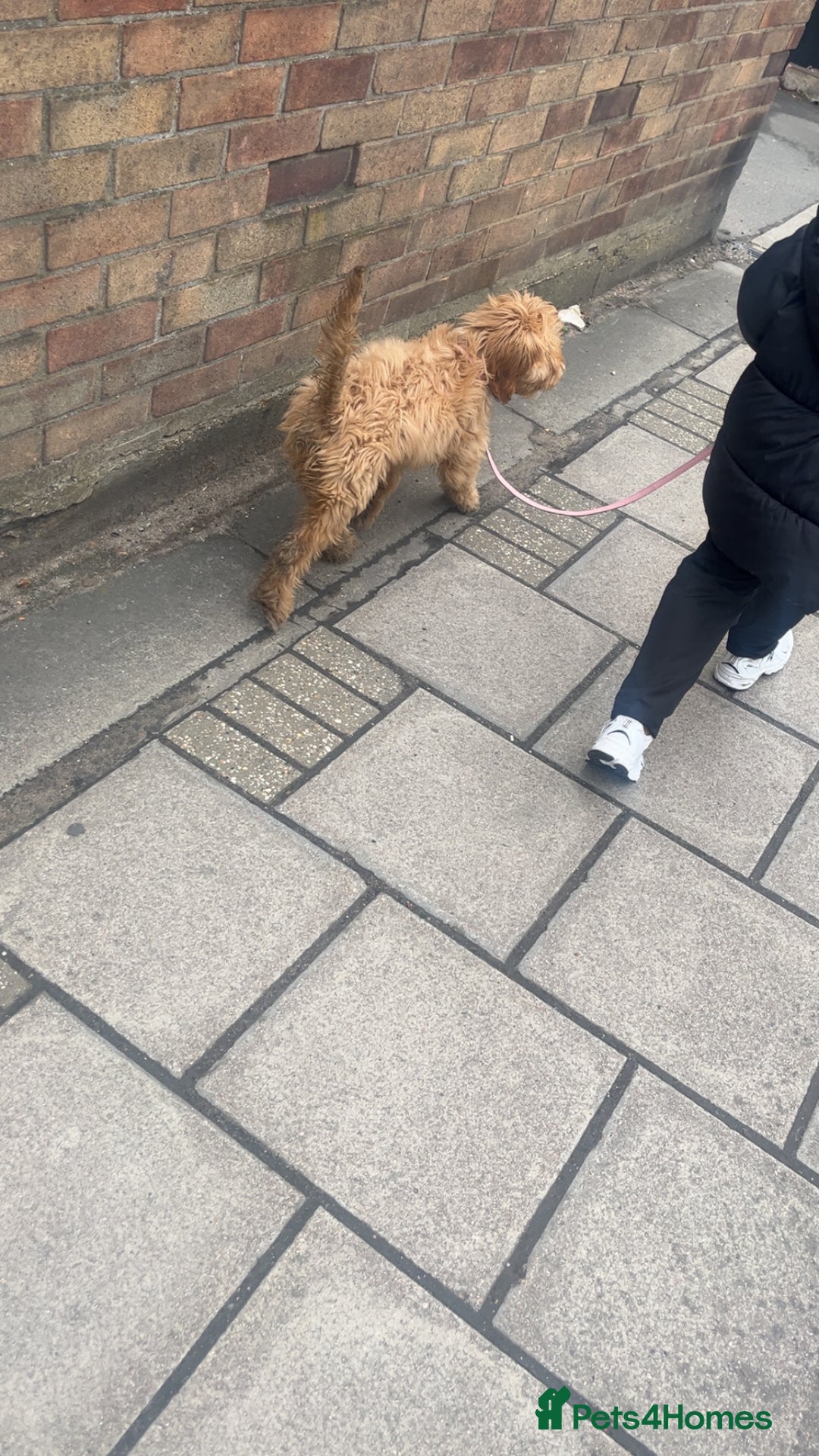 Cockapoo dogs for sale: Cockapoo Puppy – Loving Home Needed 🐶❤️ - Image 5