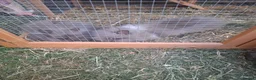 Lionhead rabbits for sale: 2 Beautiful Fluffy Lionhead-Type Rabbits for Home in Reading - Advert 2