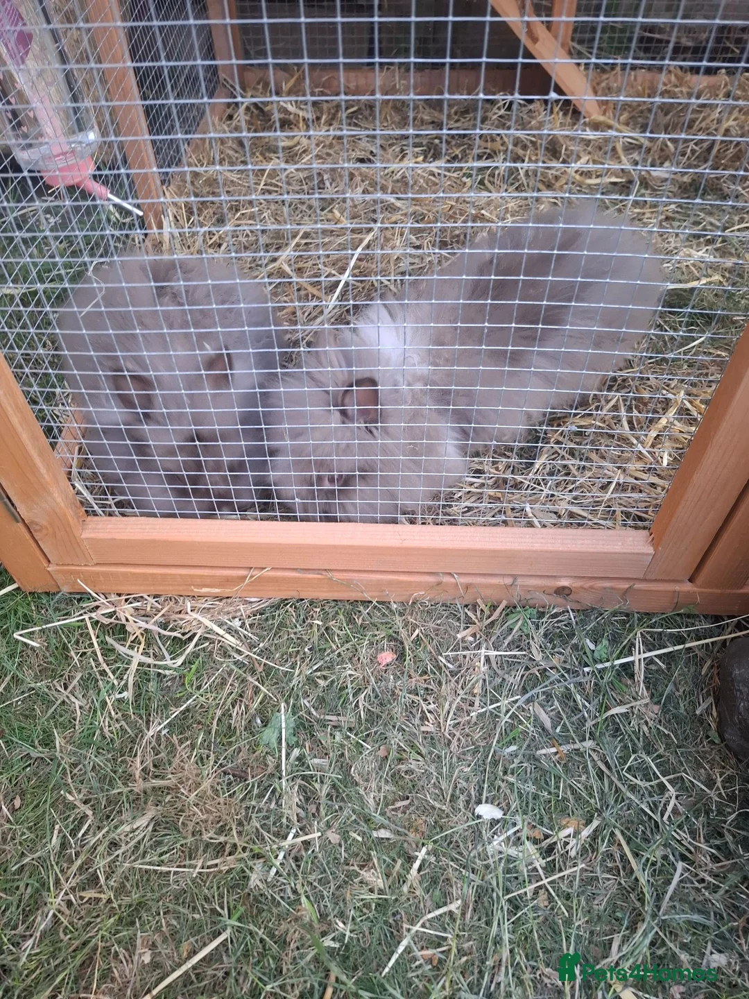 Lionhead rabbits for sale: 2 Beautiful Fluffy Lionhead-Type Rabbits for Home in Reading - Advert 2