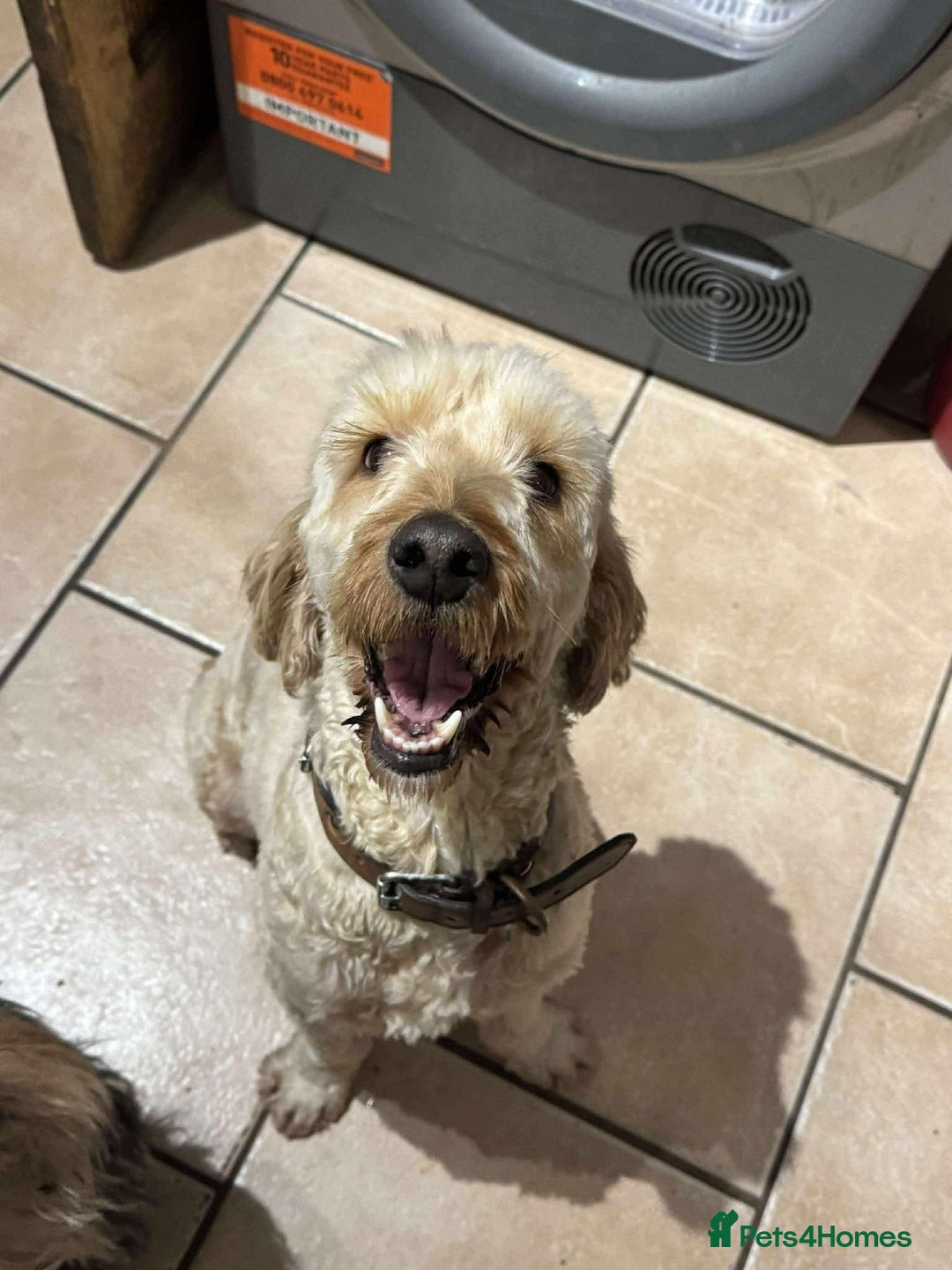 Cockapoo dogs for adoption: George - Hingham Norfolk  - Advert 6