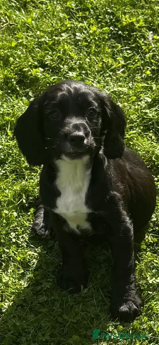 Sprocker dogs Two Black Sprockers - Advert 1