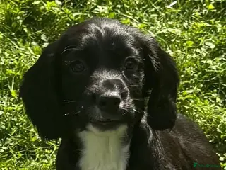Sprocker dogs Two Black Sprockers - Advert 1