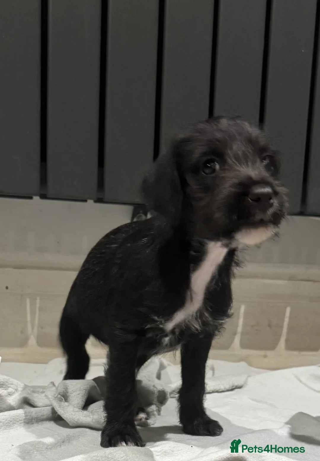 Bedlington Terrier dogs for sale: F1 bedlington whippet puppies available  - Advert 7