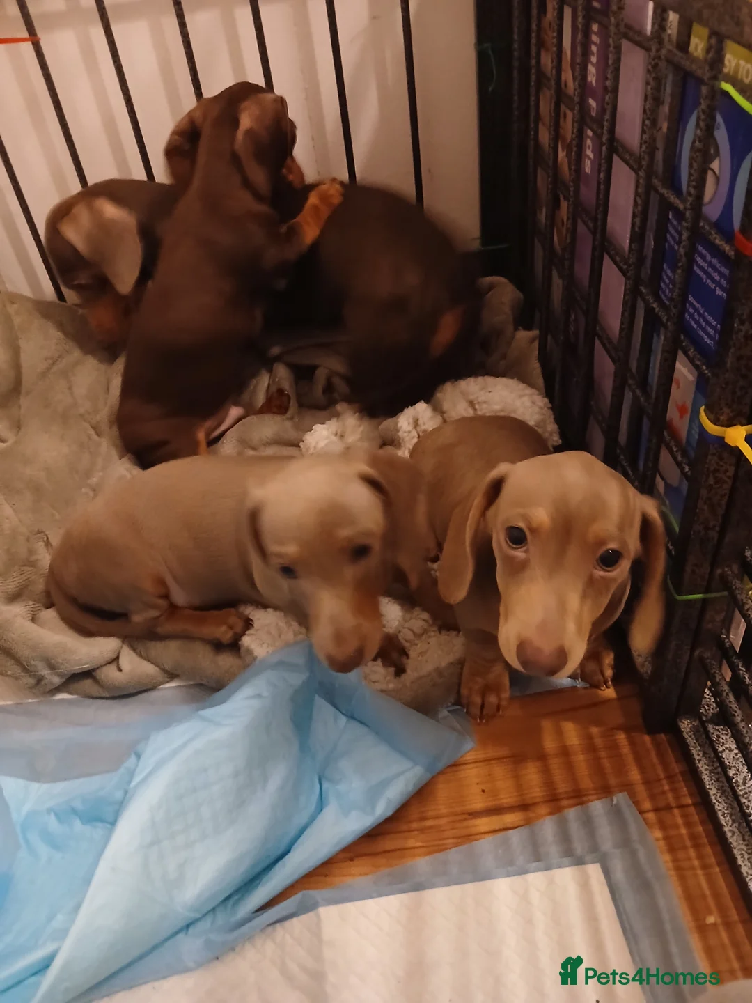 Dachshund dogs for sale: Now only 2 male mini dachshund puppies  - Advert 7