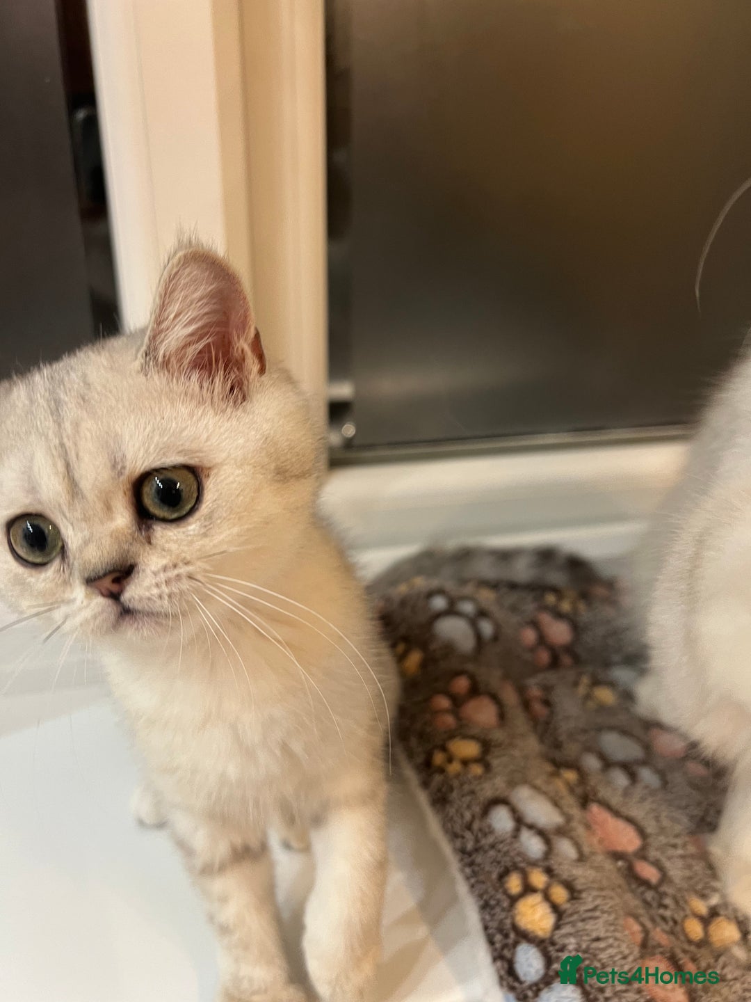 Scottish Fold cats for sale: Scottish Kittens – Fold & Straight – Ready Now - Image 18