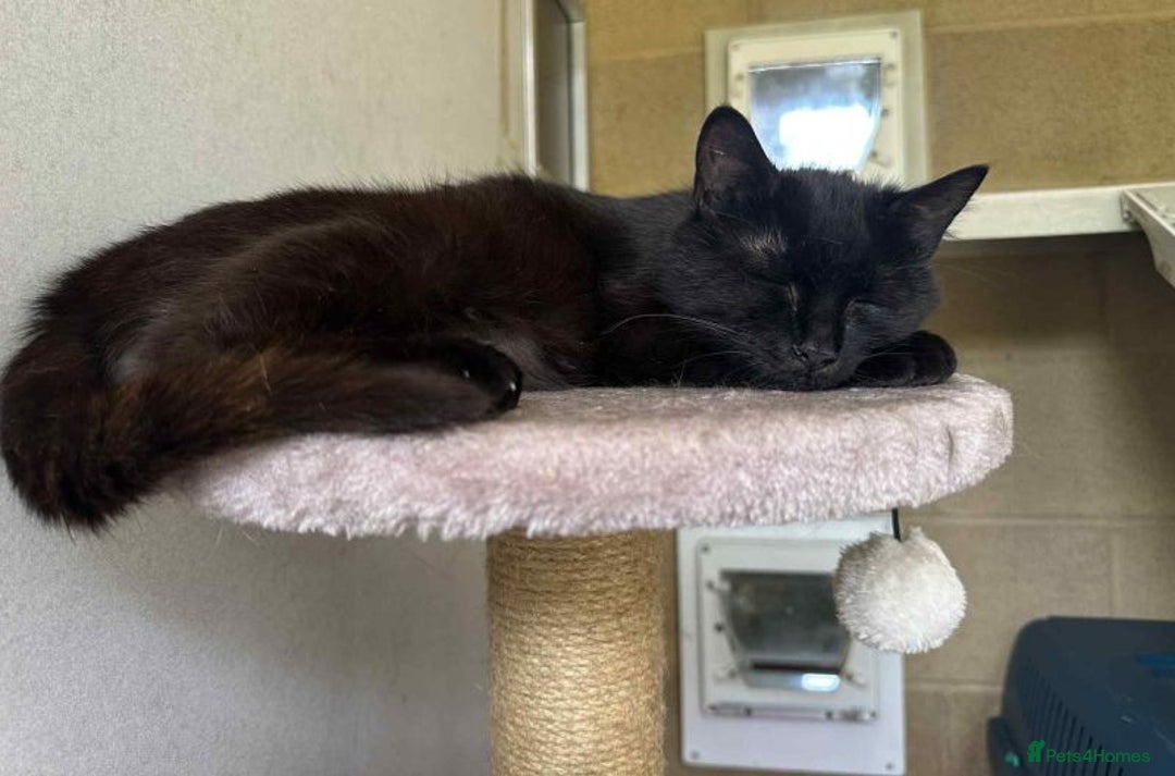 Domestic Shorthair cats for adoption: Chilli - Image 2