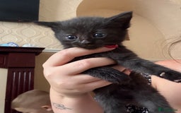 Mixed Breed cats for sale: 4 fluffy kittens  - Image 5