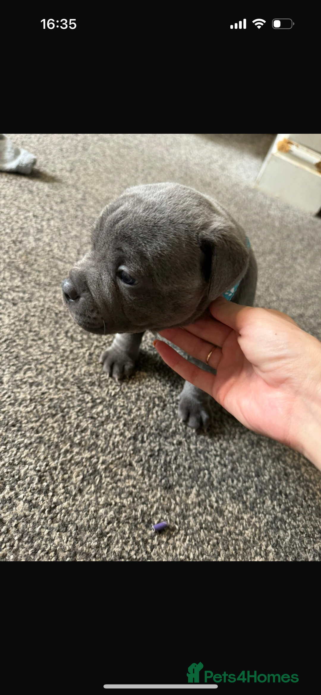 Staffordshire Bull Terrier dogs for sale: Blue Staffordshire bull terrier Staffy ❤️😍 - Image 5
