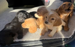 Cocker Spaniel dogs for sale: Cocker spaniel puppies  - Image 4