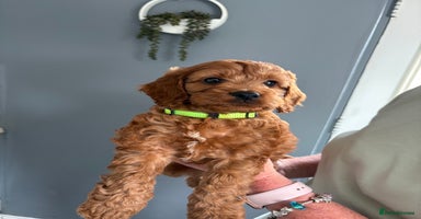 Cockapoo dogs - Advert 5