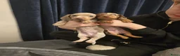 Miniature Dachshund dogs for sale: Rehome a Gorgeous little boy - Advert 16