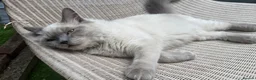 Scottish Fold cats for sale: Rio is lovely  & Ready for New Home - Advert 3
