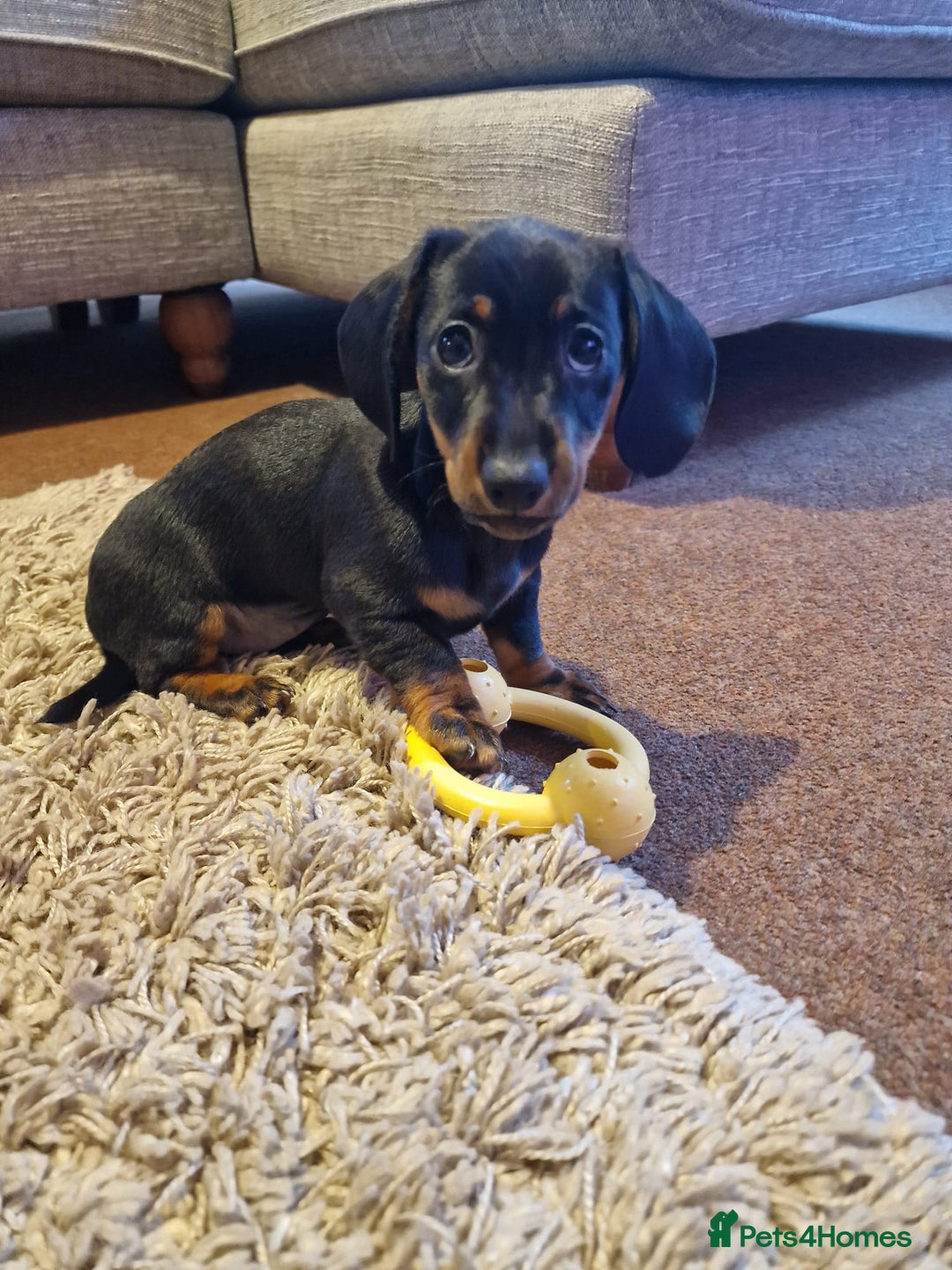 Dachshund dogs for sale: Female Mini Dachshund Puppy (Smooth, Short hair) - Advert 2