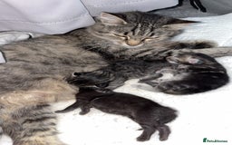 Mixed Breed cats for sale: Gorgeous kittens for sale  - Image 6