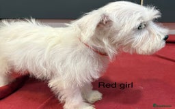 Schnoodle dogs for sale: Schnoodles  - Image 10