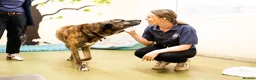 Mixed Breed dogs for adoption: Camel - Advert 6