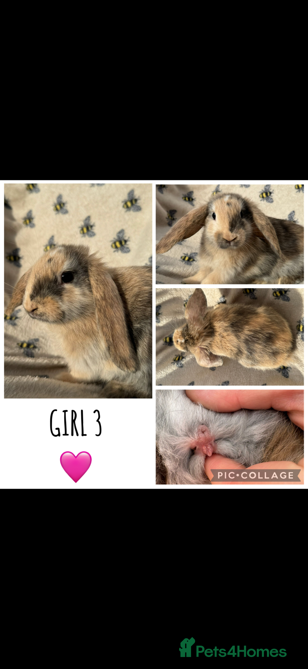 Mini Lop rabbits for sale: 6 MIXED SEX HOLLAND LOPS  - Image 3