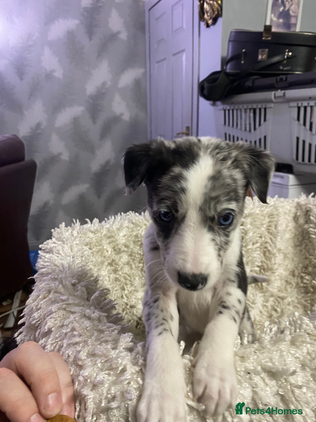 Mixed Breed dogs for sale: Collie lurcher greyhound mix - Advert 9