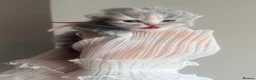 British Longhair cats for sale: Blue tortie lh girl *health checked*TICA reg* - Advert 3