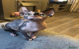 Sphynx cats for sale: ** Glittery Blue/Cream Torti Sphynx Girl ** - Image 13