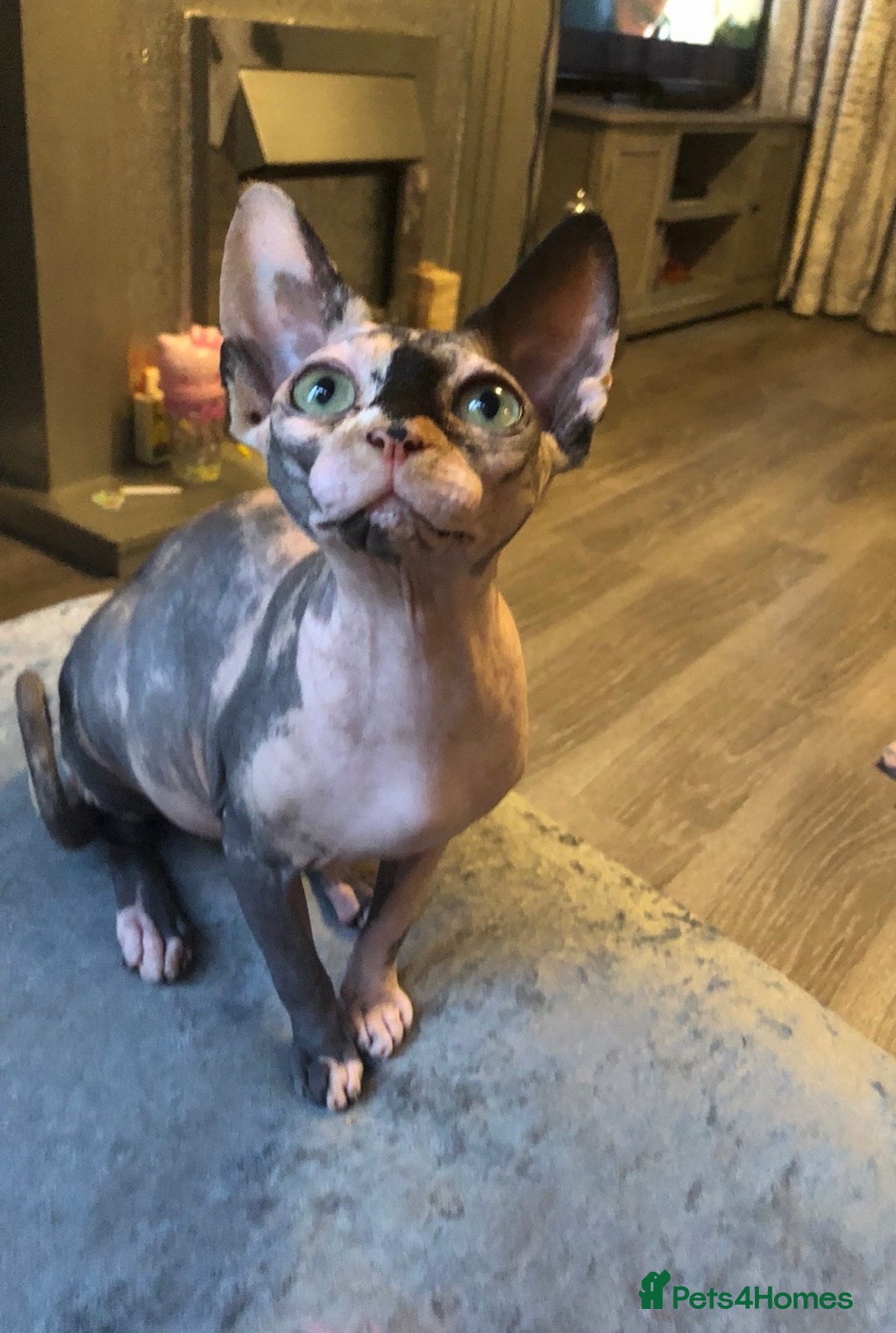 Sphynx cats for sale: ** Glittery Blue/Cream Torti Sphynx Girl ** - Image 13