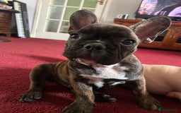 French Bulldog dogs for sale: French bulldog pups ready to leave - Image 22