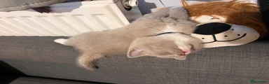British Shorthair 2