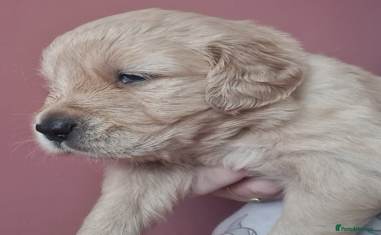 Golden Retriever dogs - Advert 2