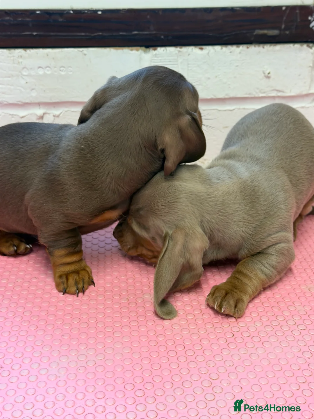 Miniature Dachshund dogs for sale: Mini dachshund 2 smooth boys available  - Advert 12
