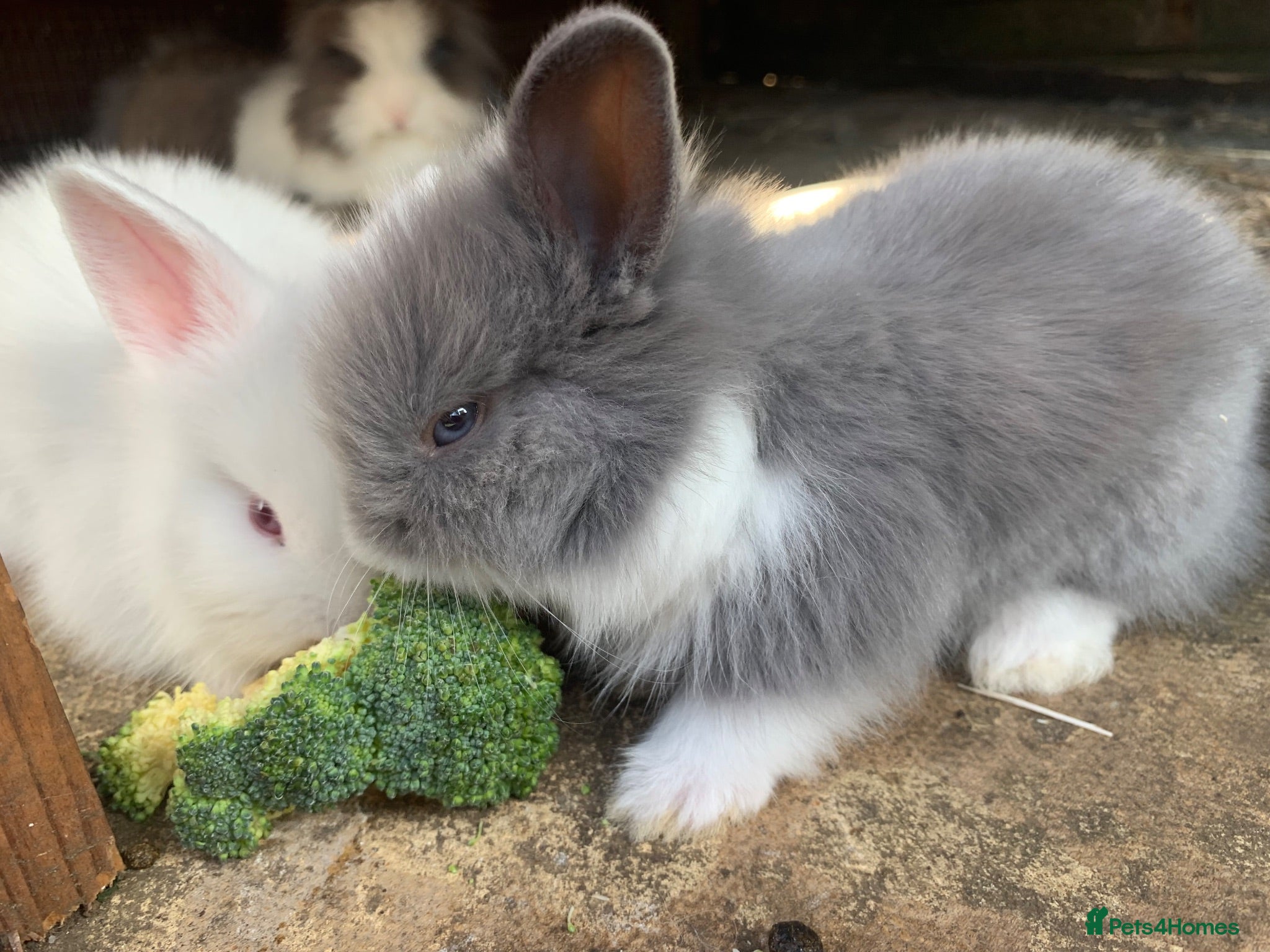 Lionhead rabbits 3 Beautiful dwarf Lion head Bunnies  - Advert 2