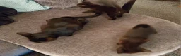 Mixed Breed cats for sale: kittens in Birmingham - Advert 2