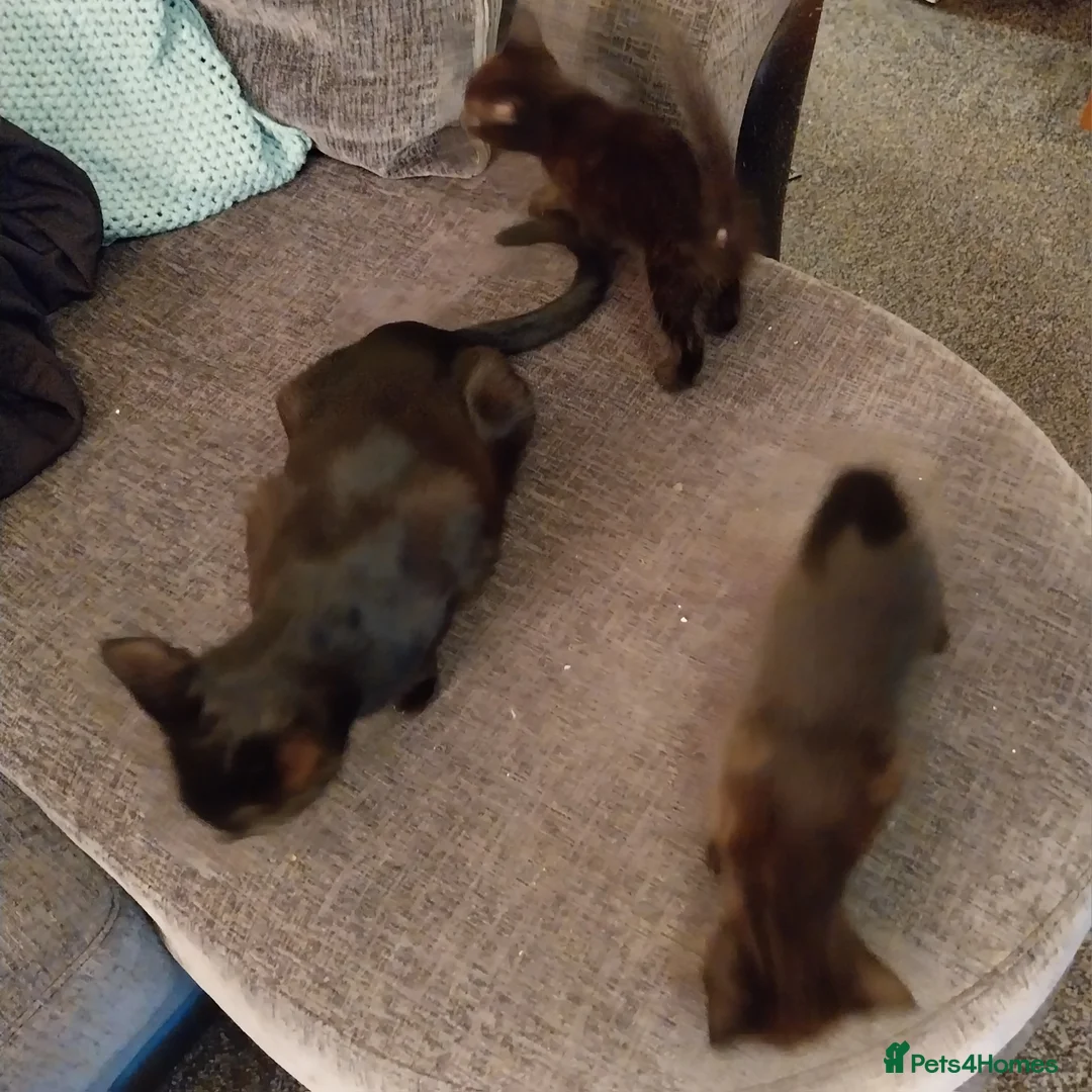 Mixed Breed cats for sale: kittens in Birmingham - Advert 2