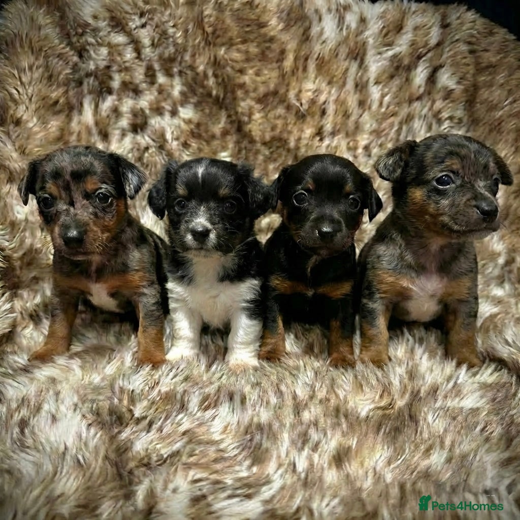 Jack Russell dogs Beautiful traditional and Merle jack Russels  - Advert 1