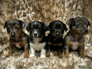 Jack Russell dogs Beautiful traditional and Merle jack Russels - Advert 1