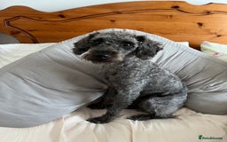 Mixed Breed dogs for sale: Mixed breed puppies  - Image 3