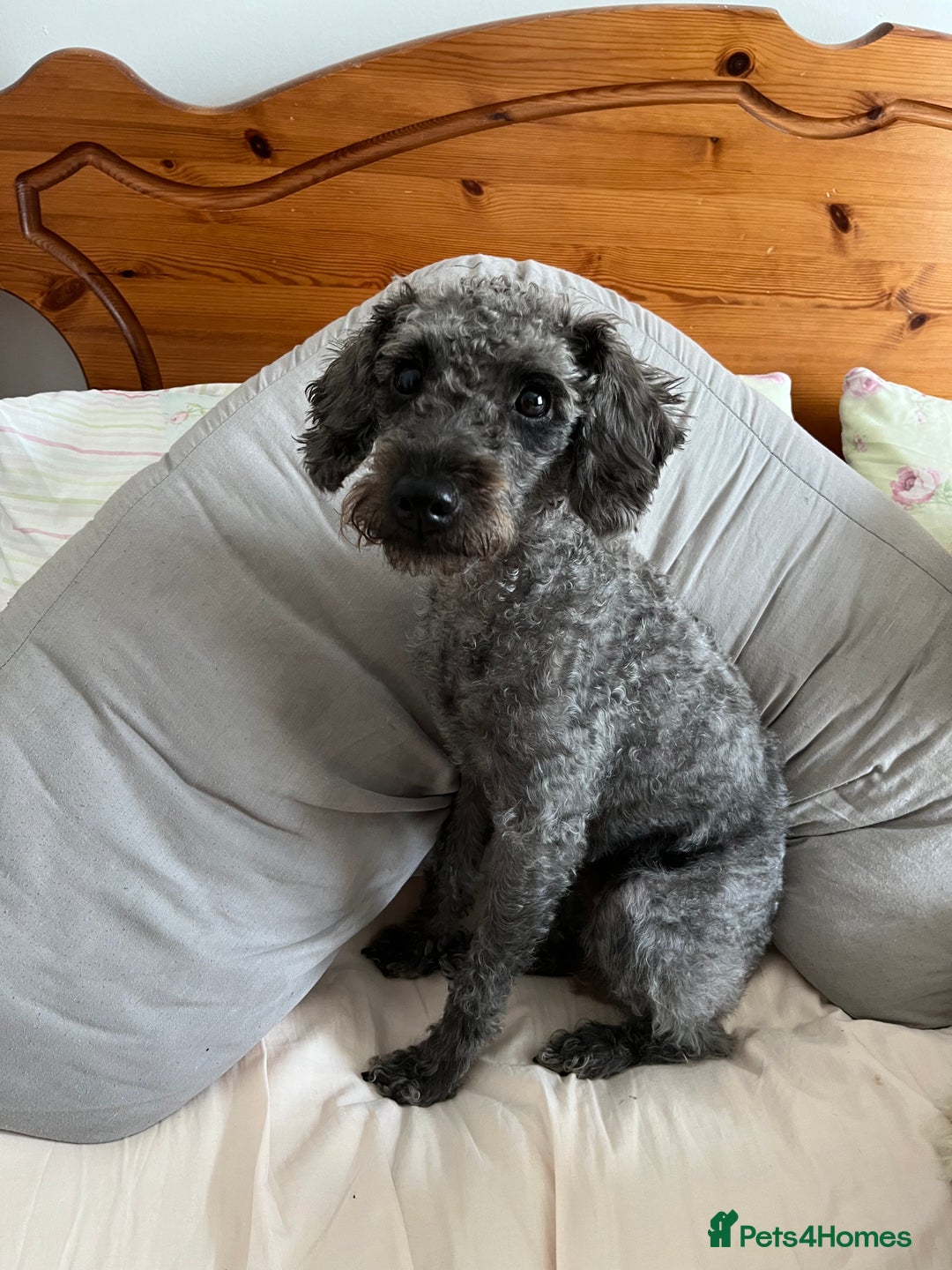 Mixed Breed dogs for sale: Mixed breed puppies  - Image 3