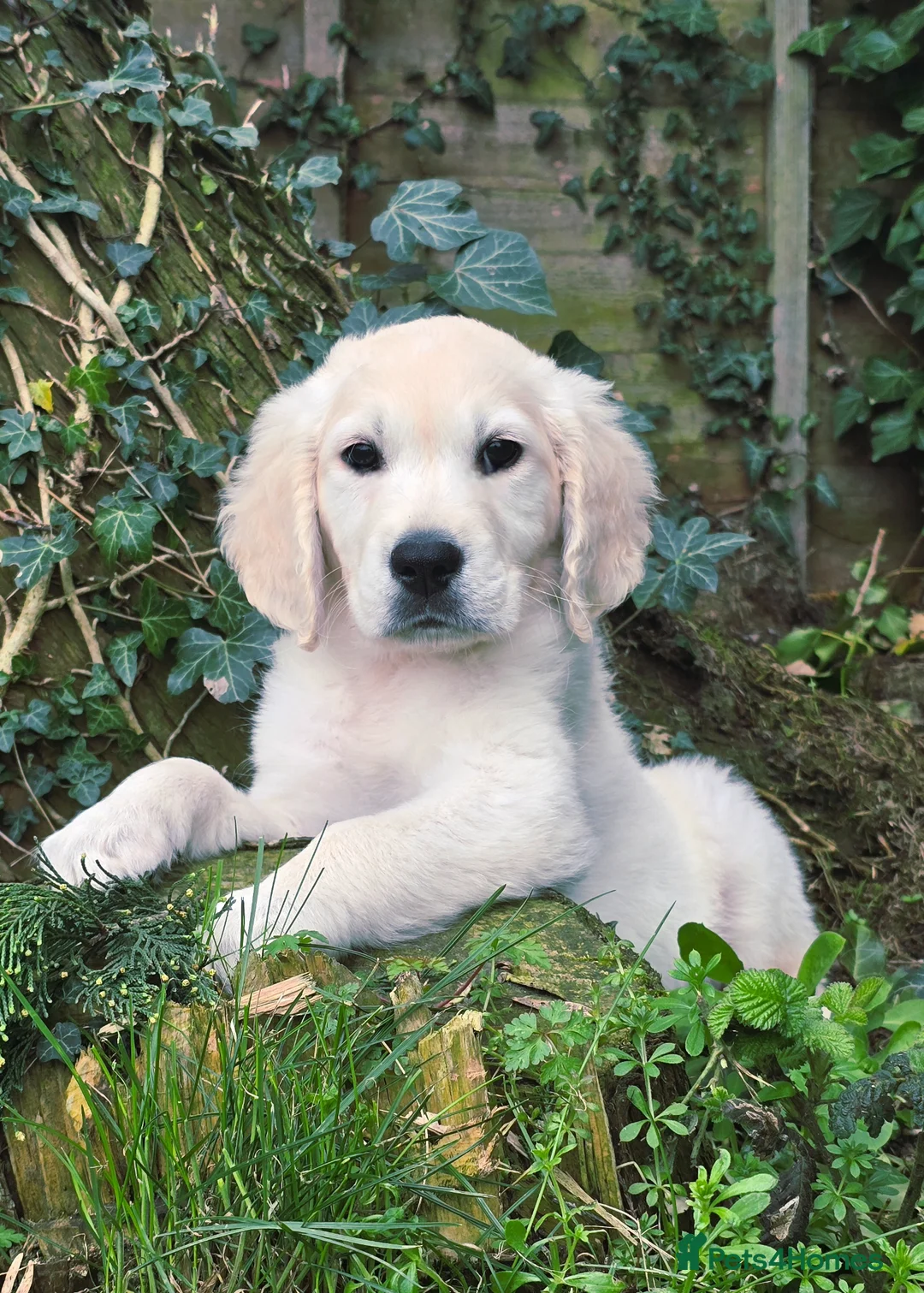 Golden Retriever dogs for sale: *Stunning kc Dna clear Golden retriever pup* - Advert 1