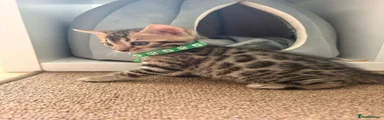 Bengal Kitten 1