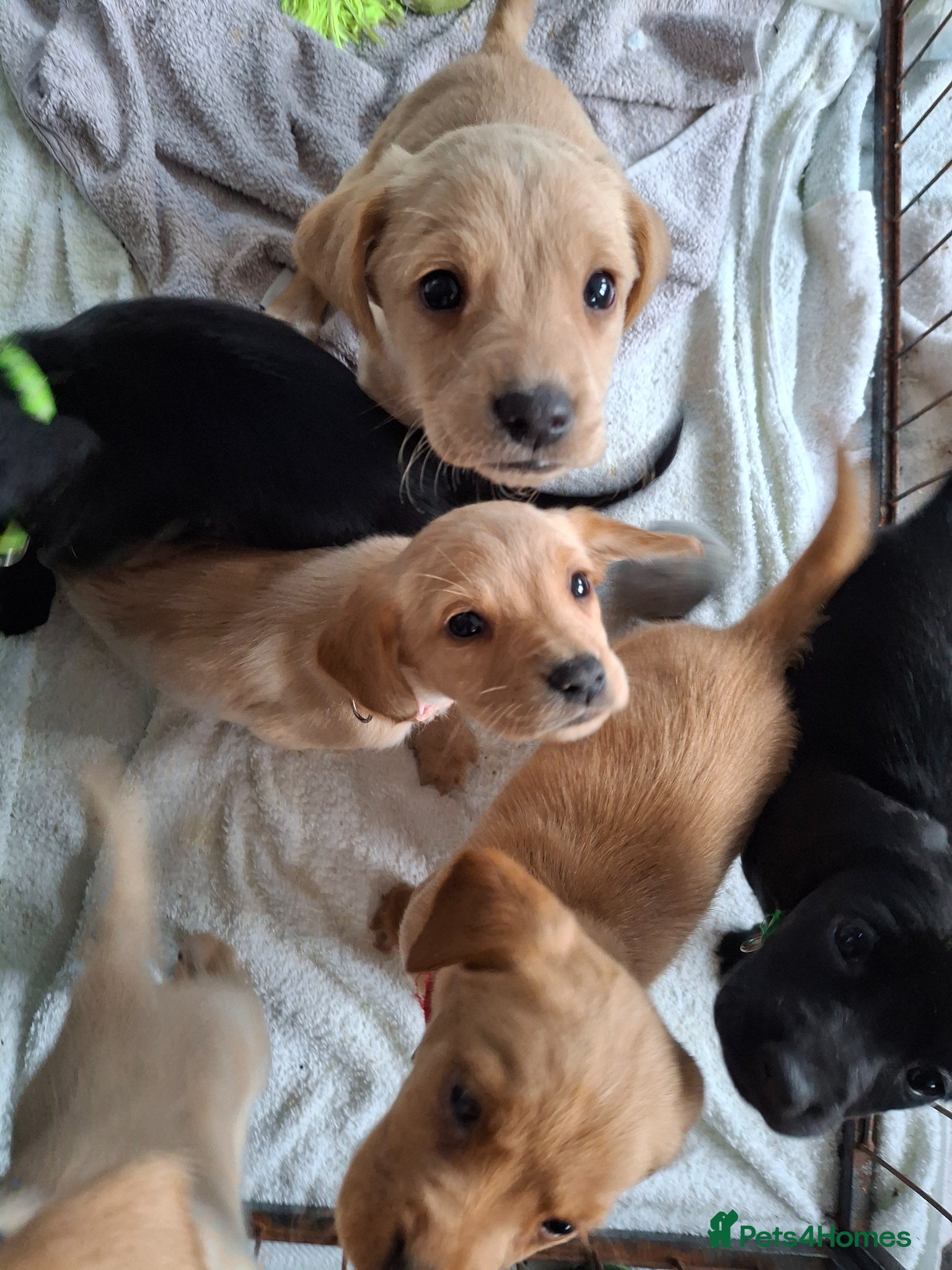 Cockerdor dogs Adorable litter of F1 Cockador puppies  - Advert 2