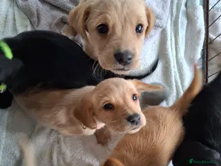 Cockerdor dogs Adorable litter of F1 Cockador puppies - Advert 2