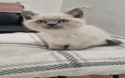 British Shorthair cats for sale: Scottish paddlefish  - Image 5